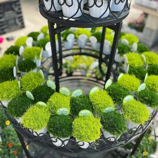 爱尔兰珍珠草庭院景观绿化四季常绿草坪开花耐寒耐旱地被花镜植物