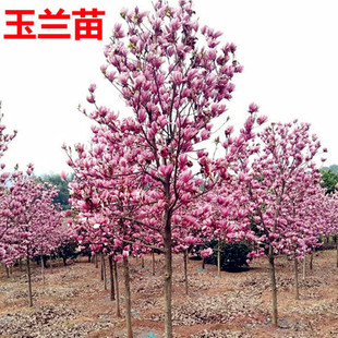 紫玉兰花树苗 庭院浓香型白玉兰红玉兰二乔玉兰开花好养活
