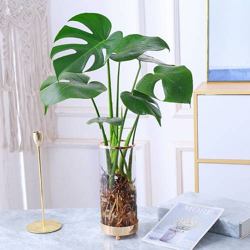 龟背竹水培植物室内好养盆栽老桩