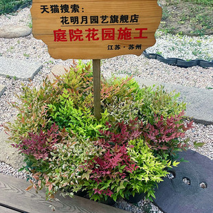 红宝石南天竹盆栽秋色暮光之城花叶苗火焰湾流青柠檬耐寒花镜植物