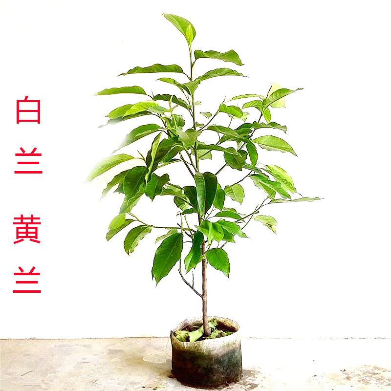 白兰花盆栽黄兰紫白玉兰广玉兰庭院室内阳台种植花苗白玉兰花树苗