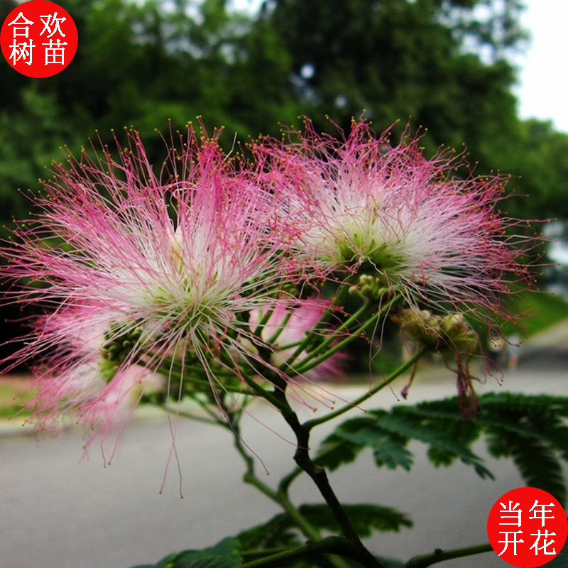 合欢树苗合欢花小树苗绒花苗绒花树苗苗芙蓉树苗庭院植物当年开花 鲜花速递/花卉仿真/绿植园艺 绿植 原图主图