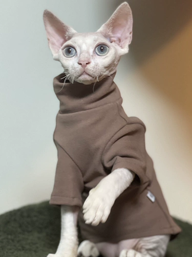 Delong спонтанно нагреть осень и зимний согревающий дновой свитер, безволосочный кот, Sphinx dvinis abi