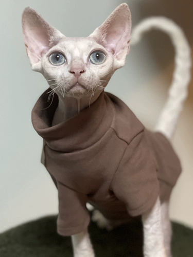 Delong спонтанно нагреть осень и зимний согревающий дновой свитер, безволосочный кот, Sphinx dvinis abi