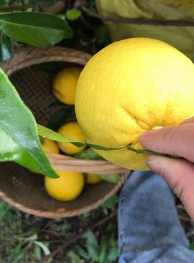 10月发货香橼果 香泡 香圆 清供 供佛熏香酵素 新鲜采摘 香橼