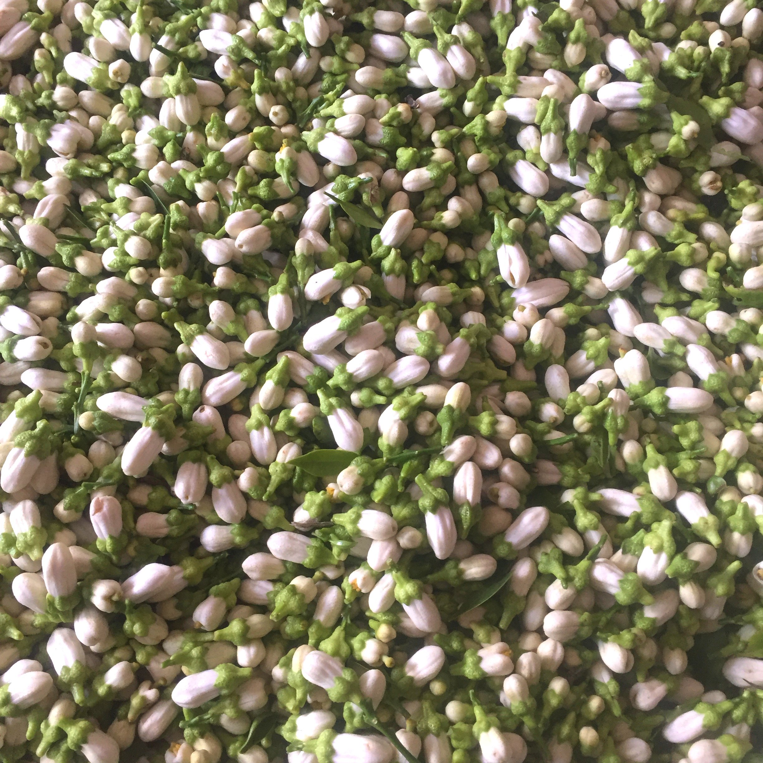 2025年苦橙花鲜花 当天采摘发货精油纯露原材料 腌制苦橙花原产地,鲜花速递/花卉仿真/绿植园艺,时令草本花卉,淘宝优惠券,粉丝福利购,淘宝优惠卷