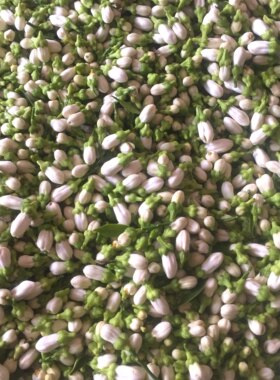 2026年苦橙花鲜花 当天采摘发货 精油纯露原材料腌制苦橙花玳玳花