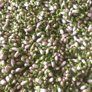 2026年苦橙花鲜花 精油纯露原材料腌制苦橙花玳玳花 当天采摘发货