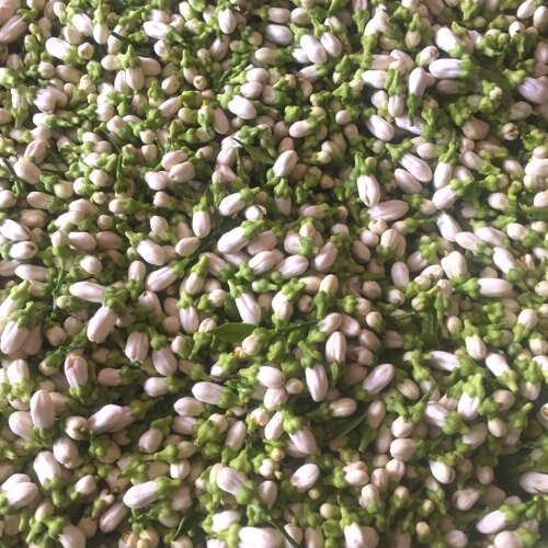 2026年苦橙花鲜花 当天采摘发货 精油纯露原材料腌制苦橙花玳玳花