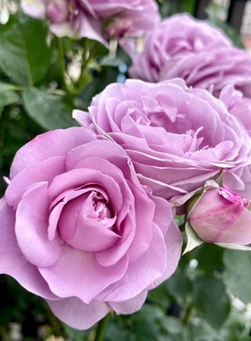 蓝色风暴 月季花苗 大花多头勤花丰花灌木月季阳台庭院盆栽花卉