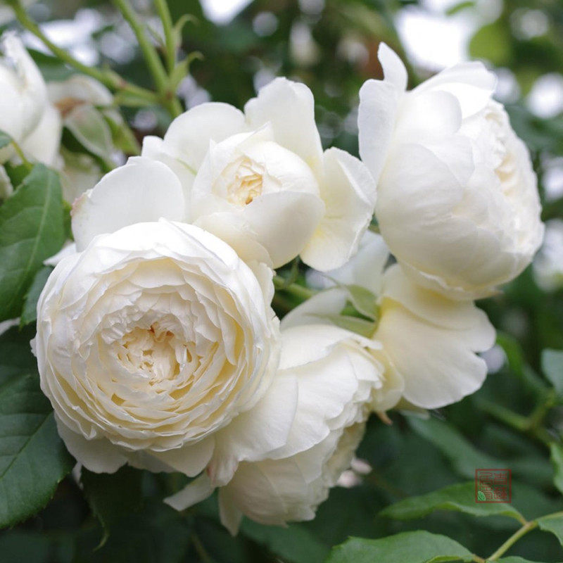 藤本 克莱尔 奥斯汀 月季花苗 浓香爬藤勤花灌木植物花卉玫瑰盆栽,鲜花速递/花卉仿真/绿植园艺,月季/蔷薇/玫瑰,淘宝优惠券,粉丝福利购,淘宝优惠卷