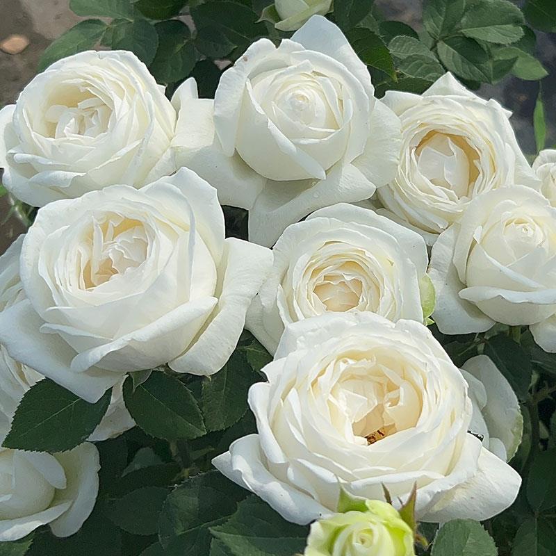 婚礼之路伊芙系列纯白色多季开大花浓香月季花苗玫瑰盆栽阳台观花
