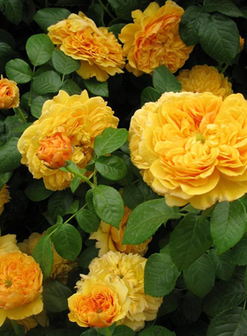 利亚图图灌木月季花苗重瓣品种甜香味金黄色勤花耐寒抗病性强好养