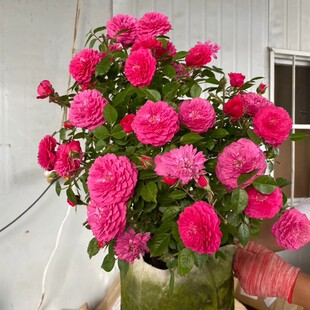 微月 榴花秋舞 月季花苗 微型灌木多头勤花月季 阳台庭院盆栽花卉