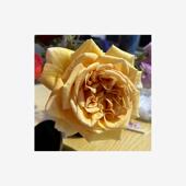 新品 勤花庭院阳台盆栽 花苗德国科德斯浓香大花月季 瓦伦西亚 月季