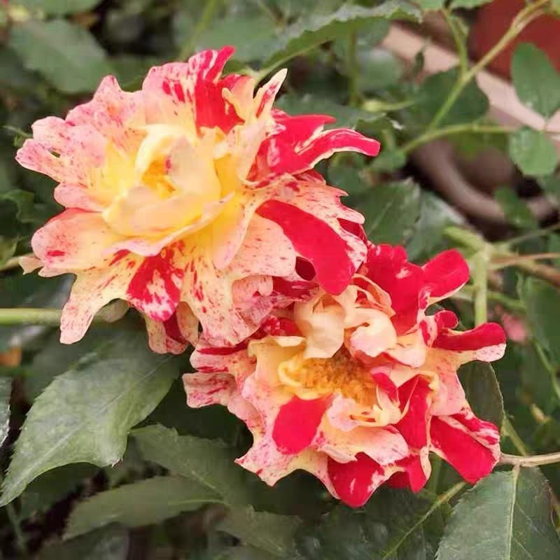新品 尼梅特/乱世狂舞 月季花苗 条纹灌木勤花月季 庭院阳台盆栽