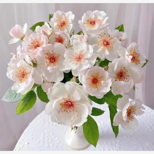 杰奎琳杜普蕾月季 灌木浓香丰花抗病多季节开花