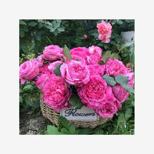 仙王座 月季花苗 阳台大花微月四季浓香玫瑰花盆栽绿植直立勤花