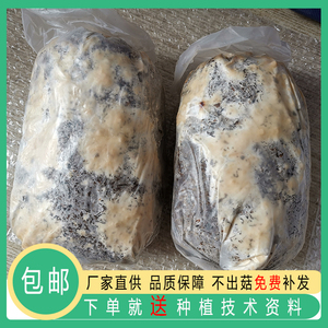 羊肚菌菌种子营养蘑菇菌包栽培种三级种送种植技术视频包教会