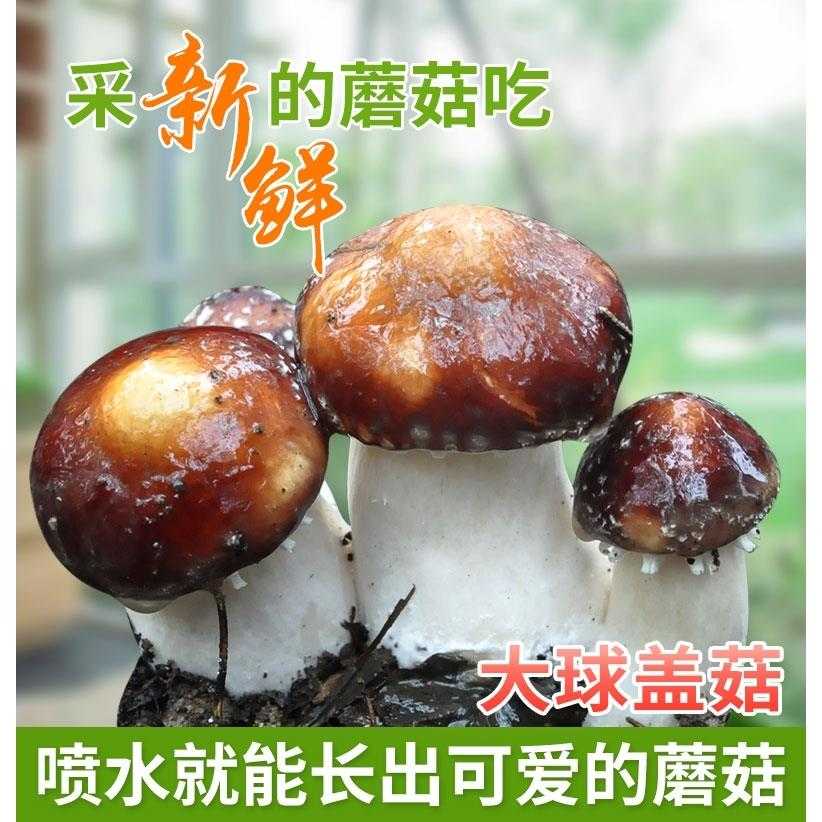 赤松茸大球盖菇菌种栽培种大田种植大脚菇教技术包收购工厂直销