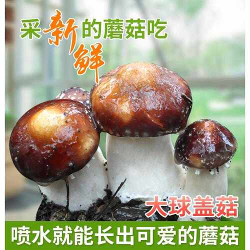 袋装赤松茸赤松茸菌种