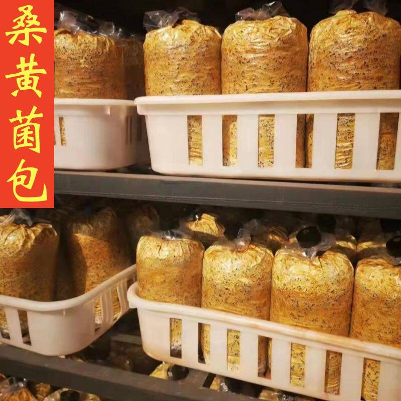 桑黄菌包菌棒出菌包工厂直销喷水就出室内种植包技术包出菇