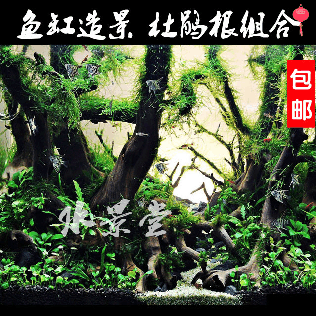 杜鹃根沉木鱼缸懒人大型鱼缸 尼特利鱼缸 中后景鱼缸装饰造景套餐