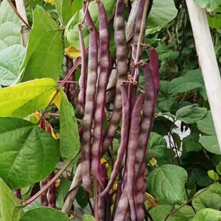 紫龙架豆种子紫红豆角种籽大紫袍芸豆四季豆种籽四川春季蔬菜种孑
