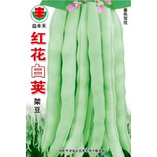 红花白荚架豆种子四季豆种籽爬藤豆角种籽芸豆四川春季田园蔬菜孑