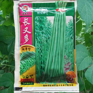 长又多豇豆种子厚肉豆角种籽小五叶豇江豆种籽四川春秋季蔬菜种孑