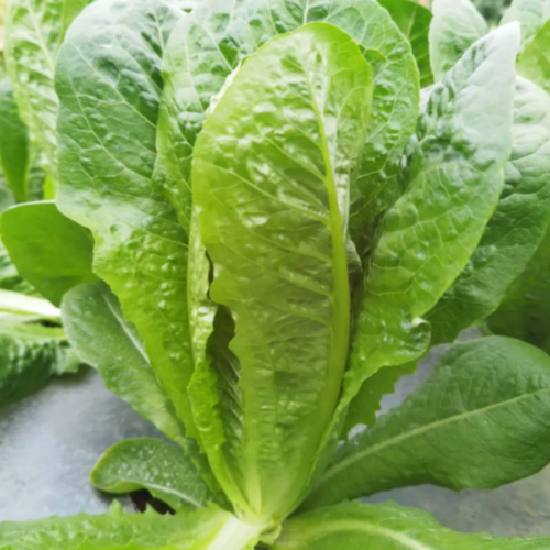 孔雀菜种子甜脆沙拉生菜蔬菜种籽