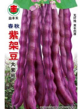 紫红架豆种子豆角四季豆种籽菜籽