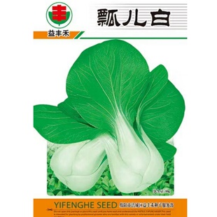 瓢儿白菜种子上海青小白菜种籽绿白梗青菜四川秋季农家田园蔬菜孑