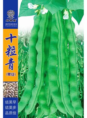 青棒肉豆种子青荚架豆四季豆种籽