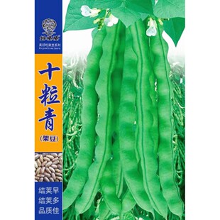 十粒青架豆种子豆角种籽荷兰肉豆四季豆芸豆四川春秋季田园蔬菜孑