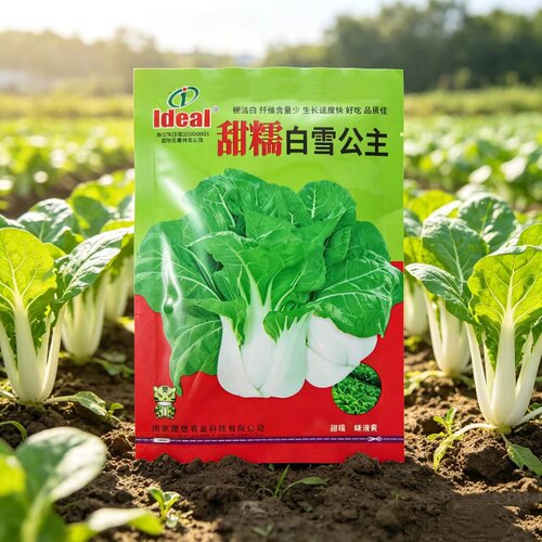 甜糯白梗青菜种子叶柄肥厚小白菜