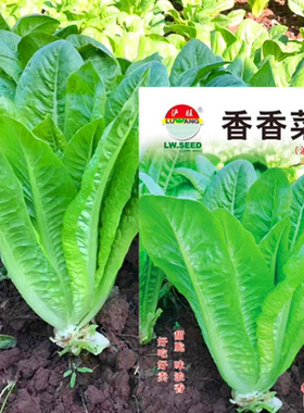 莴麻菜种子叶用莴苣种窝鸡菜菜籽