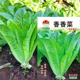 莴窝麻菜种子香莴菜窝鸡菜叶用莴苣窝笋种籽四川秋季田园蔬菜种孑