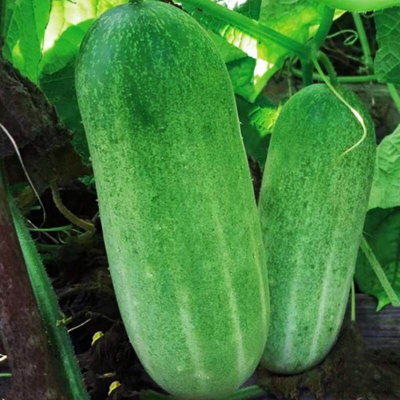 本土味黄瓜种子寸金瓜甜香脆黄瓜种籽旱黄瓜四川春季田园蔬菜种孑
