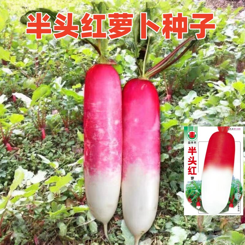 四川半头红萝卜种子一点红萝卜籽图片