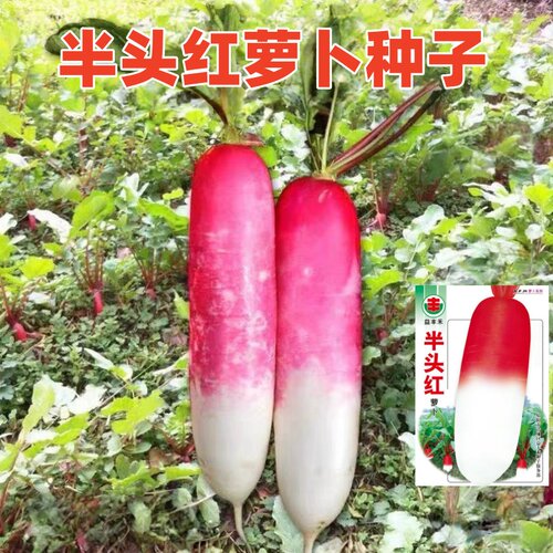 四川半头红萝卜种子一点红萝卜籽