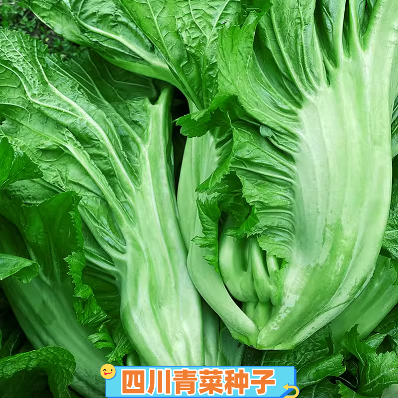四川泡青菜种子宽帮大肉青芥菜籽