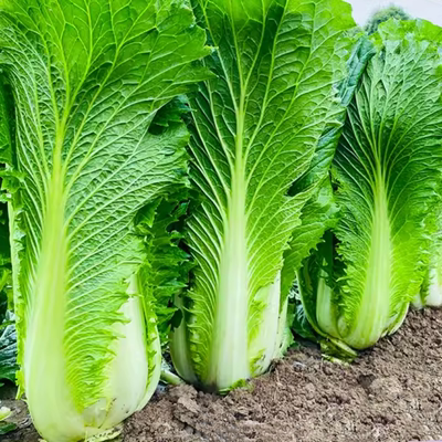 青麻叶白菜种子青口白大白菜种籽