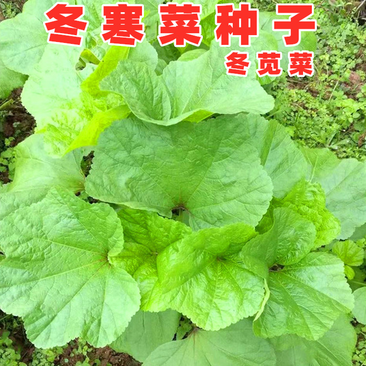 冬寒菜种籽冬苋菜种子冬葵糯米冬寒菜四川秋冬季盆栽田园蔬菜种孑