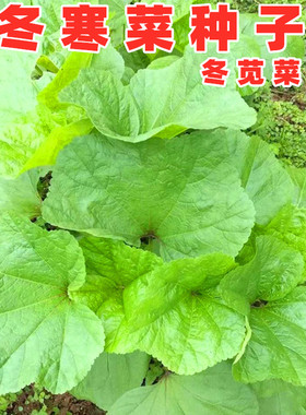 四川冬寒菜种籽冬苋菜种子冬葵糯米冬寒菜秋冬季田园盆栽蔬菜种孑