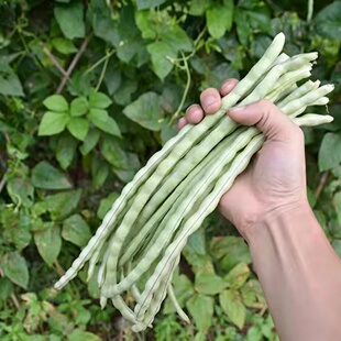 肉厚胖豇豆种子猪仔油白甜豆角翻花短白胖豇豆种籽春夏秋蔬菜种孑