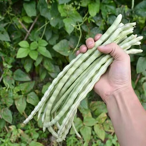 肉厚短白胖豇豆种子春夏秋易种
