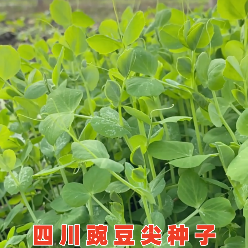 四川大无须豌豆尖种子豌豆苗种籽