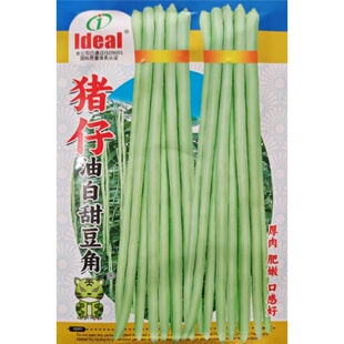 猪仔油白甜豆角种子豇豆种籽厚肉肥嫩胖豇豆大肉甜豆角春季蔬菜孑