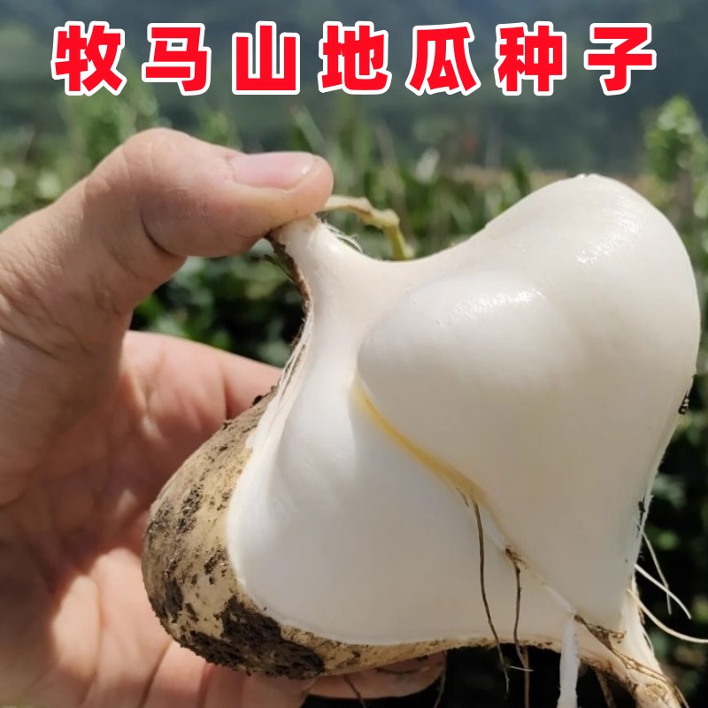 牧马山地瓜种子四川特色地瓜种凉薯种籽地瓜春季农家田园蔬菜种孑